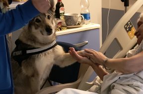 hcane e hospice